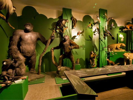 Tropischer Regenwald